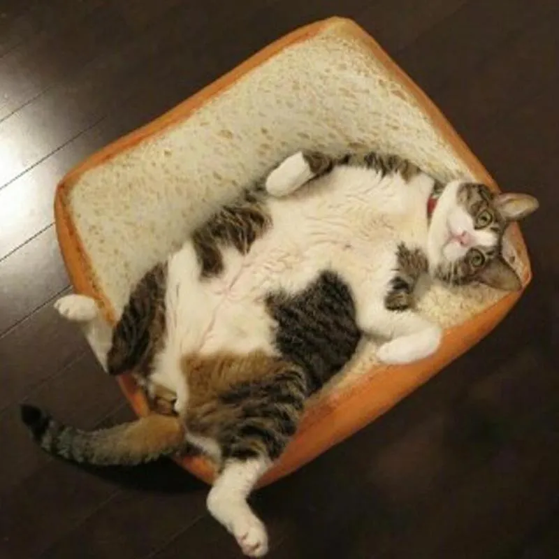 Purrfect Cat Sandwich